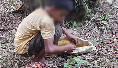 Child gathering palm oil fruit Child gathering palm oil fruit